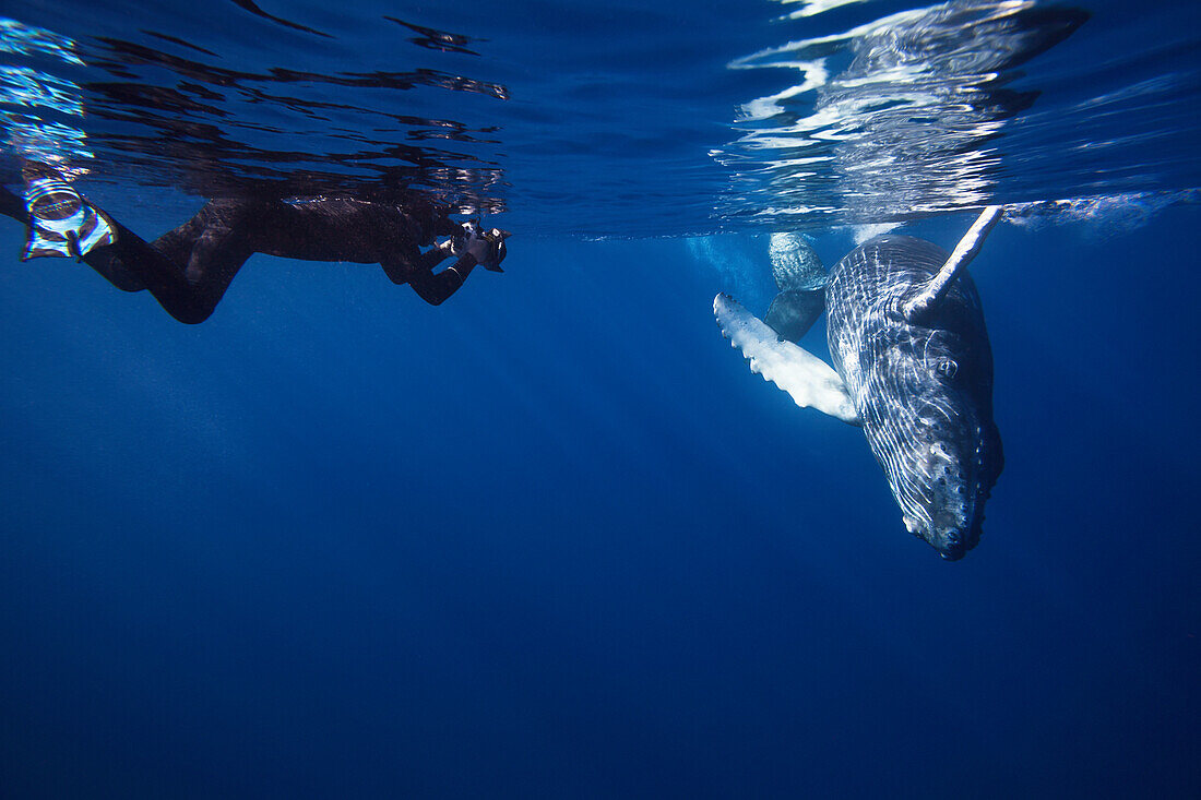 'A diving photographer lines up on a young humpback whale (Megaptera novaeangliae); Hawaii, United States of America'