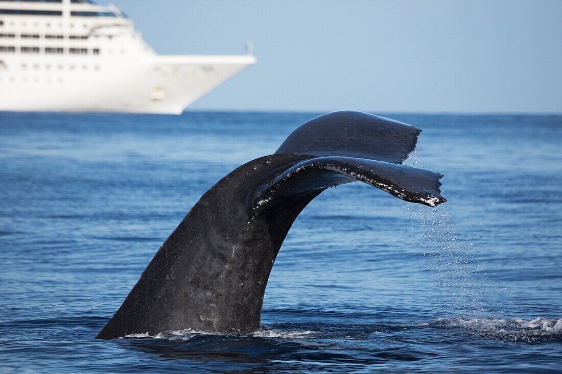 'A humpback whale (Megaptera novaeangliae) lifts it's fluke in front of a large cruise ship off the island of Maui; Maui, Hawaii, United States of America'