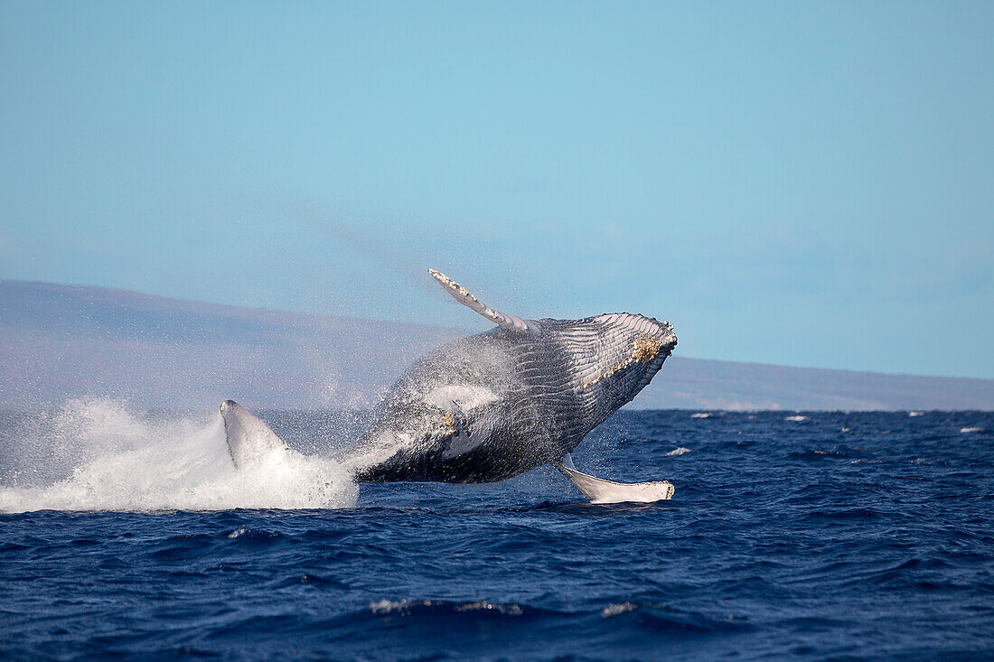 'Breaching humpback whale (Megaptera novaeangliae); Hawaii, United States of America'