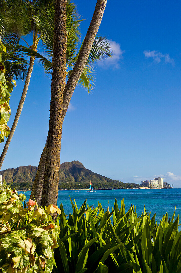 Hawaii, Oahu, View of ocean and Diamond Head, Palm trees and tropical plants in foreground.