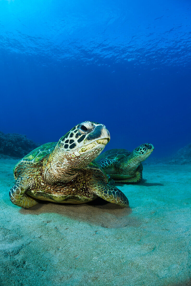 Hawaii, West Maui, Pair of Green Sea Turtles (Chelonia Mydas) on the ocean floor.