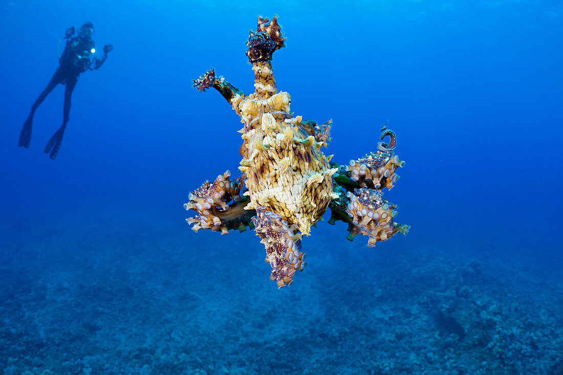 Hawaii, Diver photographing a day octopus (Octopus cyanea).
