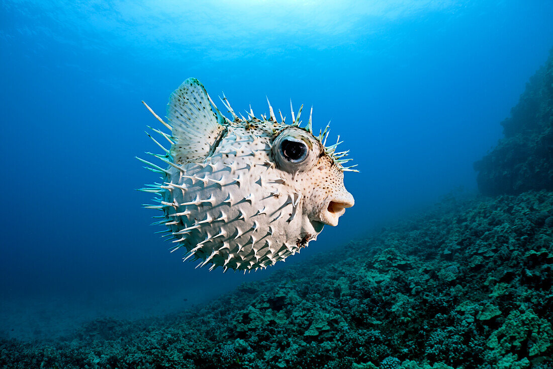 Hawaii, Maui, Spotted Porcupinefish (Diodon hystrix) swims along the ocean floor.