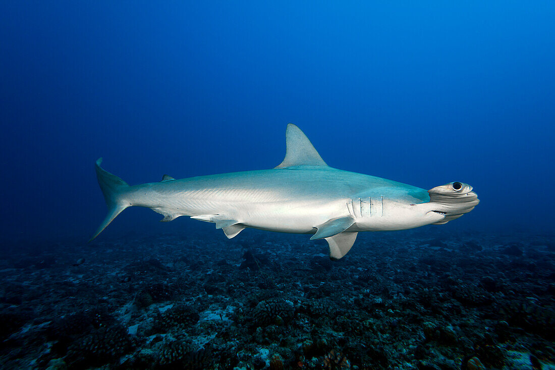 Hawaii, Molokai, Scalloped Hammerhead shark (Sphyrna lewini) swimming on the ocean floor