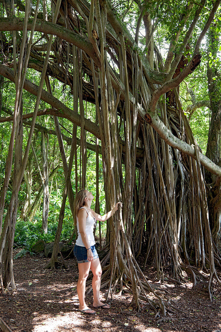 Hawaii, Maui, Kipahulu, A tourist looks up at banyan tree.