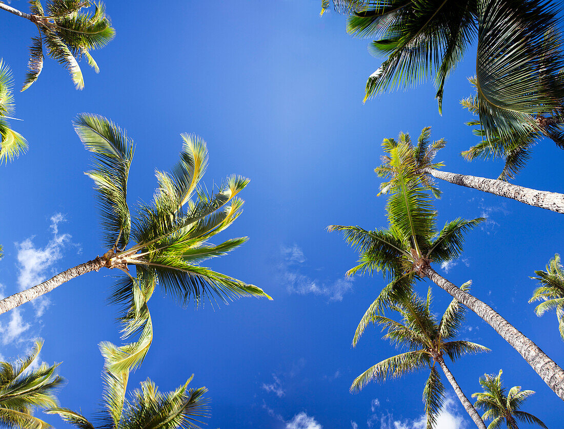 [DC] Hawaii, Maui, A view from below of palm trees against a vivid blue sky