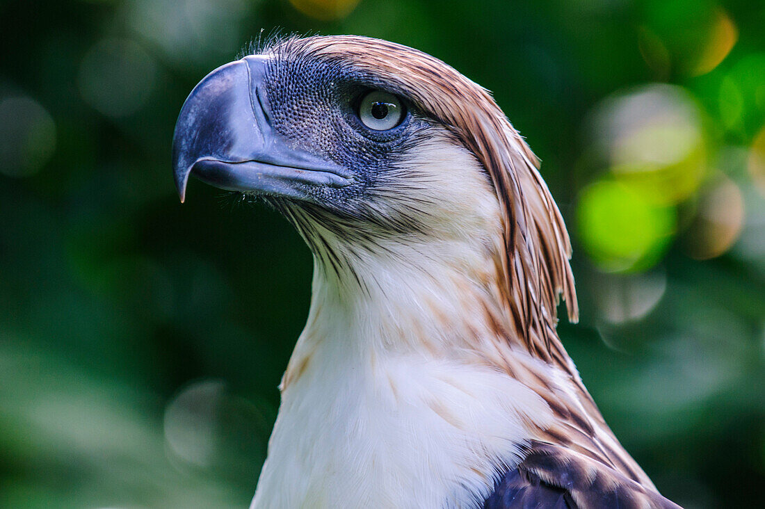 Philippine eagle (Pithecophaga jefferyi) (Monkey-eating eagle), Davao, Mindanao, Philippines, Southeast Asia, Asia