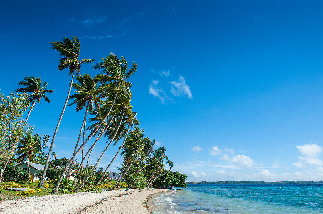 Palm fringed white sand beach on an islet of Vavau, Vavau Islands, Tonga, South Pacific, Pacific