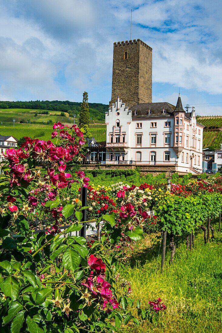 Vineyard in front of the Bruemserburg in Ruedesheim (Rudesheim) on the River Rhine, Rhine Gorge, UNESCO World Heritage Site, Hesse, Germany, Europe