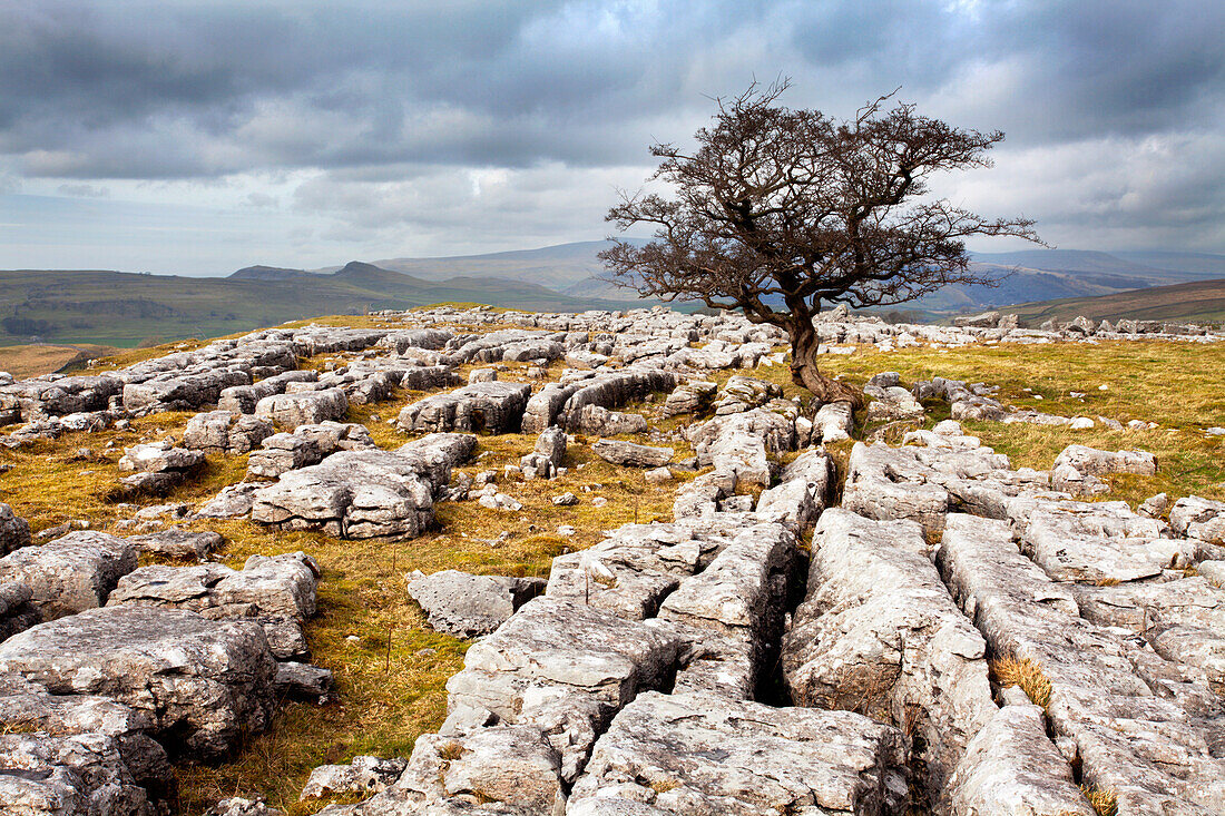 Lone tree at Winskill Stones near Settle, Yorkshire Dales, Yorkshire, England, United Kingdom, Europe