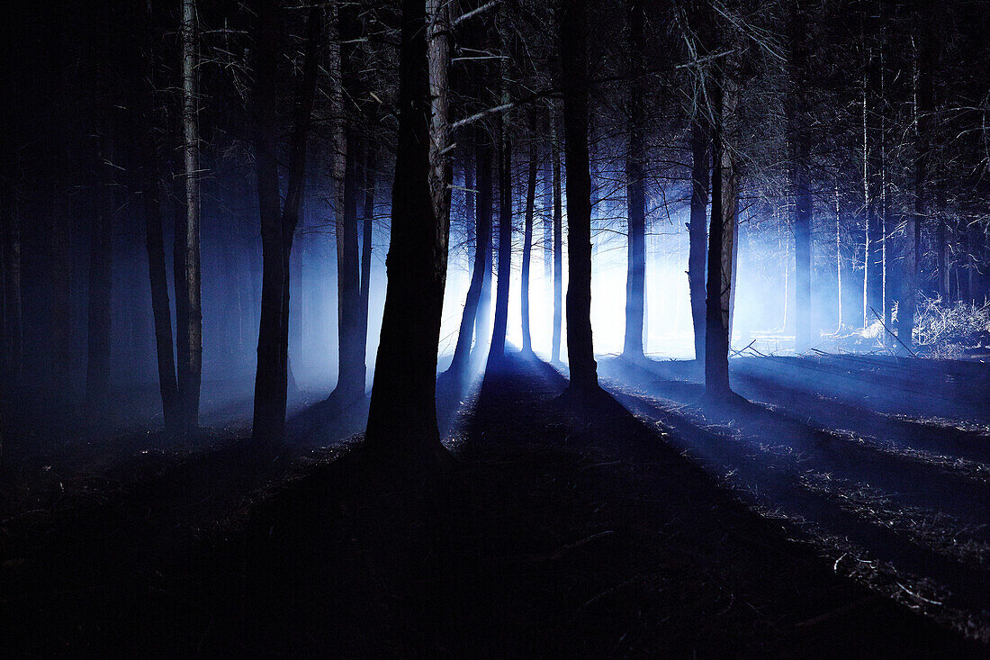 Eerie woods and the English countryside at night, light streaming through trees, England, United Kingdom, Europe