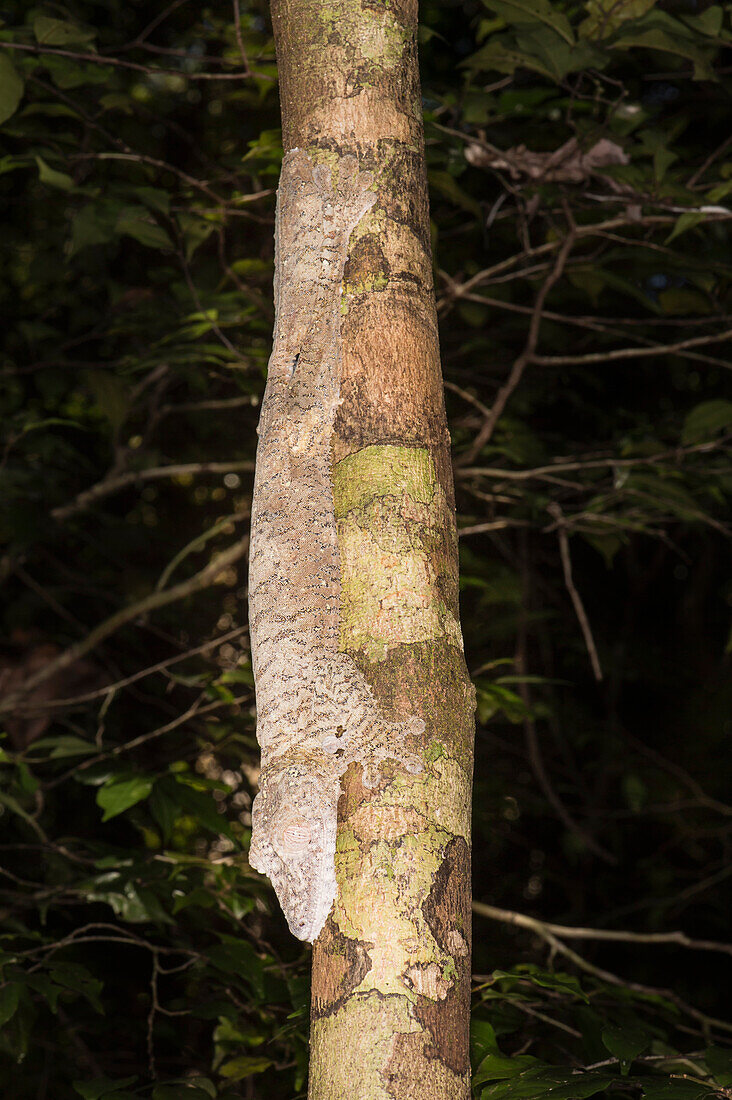 Leaf-tailed Gecko (Uroplatus fimbriatus), Nosy Mangabe, Maroantsera, Madagascar, Africa