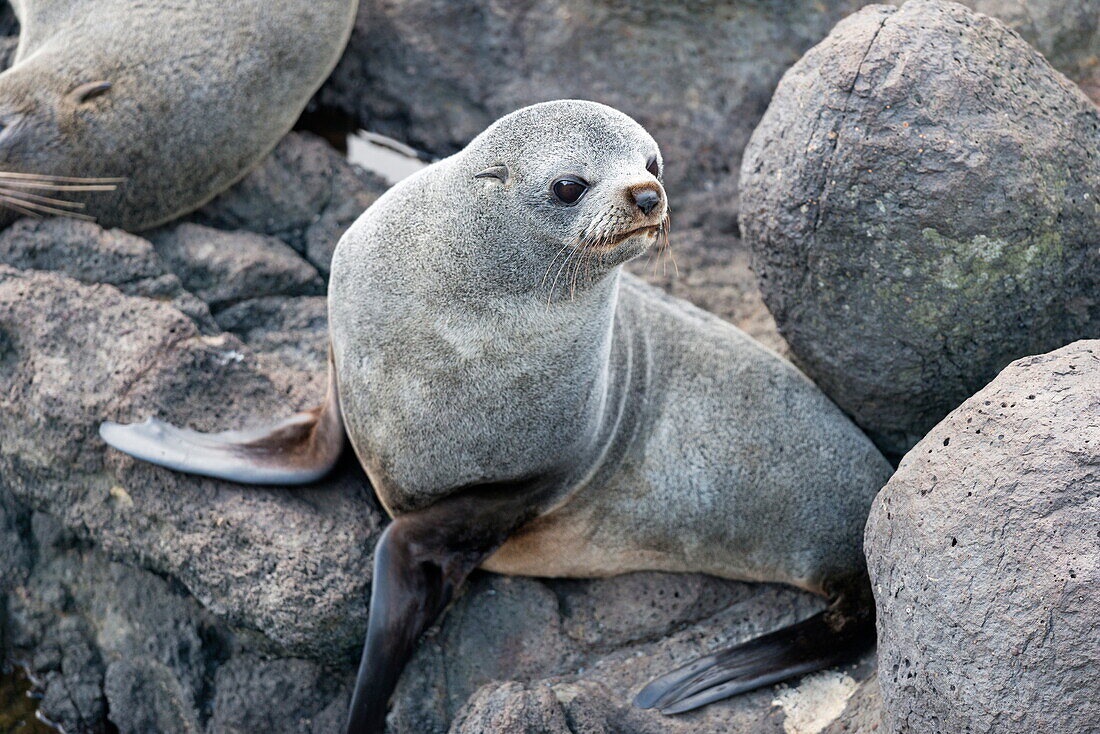 New Zealand Fur seal at Otago Peninsula, Dunedin, South Island, Otago, New Zealand, Pacific