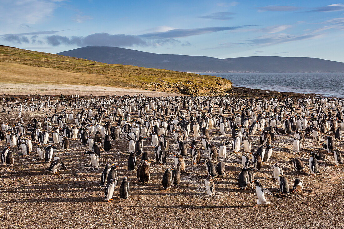 Adult gentoo penguins (Pygoscelis papua) molting feathers at Saunders Island, West Falkland Islands, UK Overseas Protectorate, South America