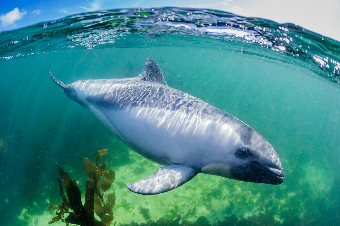 Adult Peale's dolphin (Lagenorhynchus australis), underwater in shallow water near New Island, Falkland Islands, UK Overseas Protectorate, South America