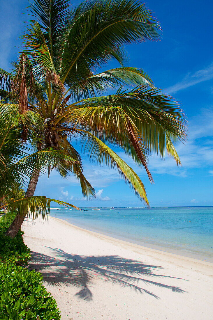 Palm trees and a white sand beach near the Lux Le Morne Hotel, on the Le Morne Brabant Peninsula, Mauritius, Indian Ocean, Africa