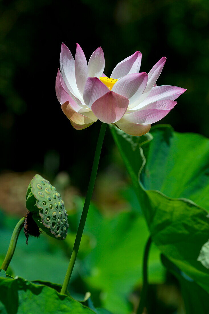 Lotus (Nelumbo nucifera) im Seewoosagur Ramgoolam Royal Botanical Garden, Pamplemousses, Mauritius, Indischer Ozean, Afrika