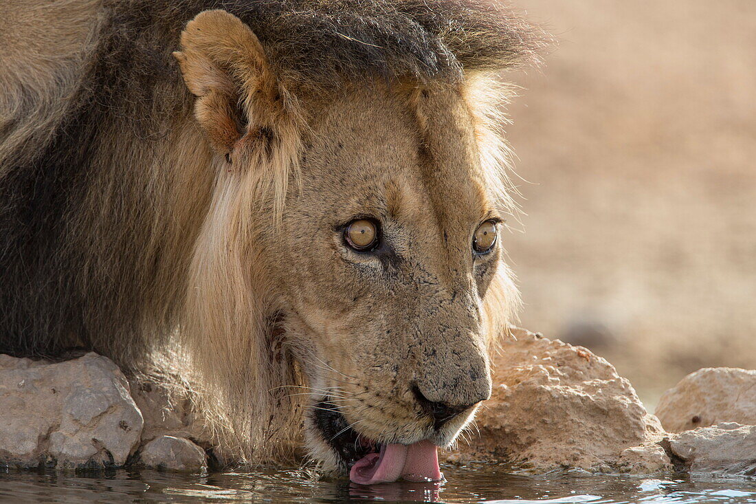 Lion (Panthera leo) drinking, Kgalagadi Transfrontier Park, South Africa, Africa