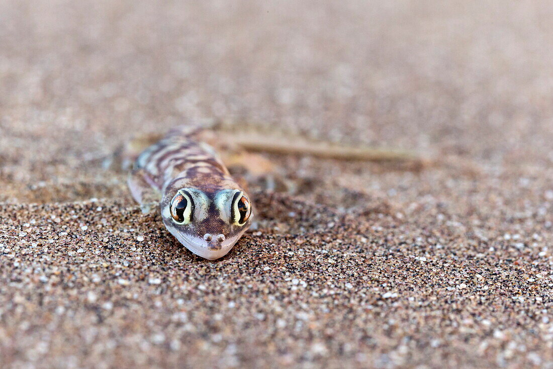 Webfooted gecko (Palmatogecko rangei), Namib Desert, Namibia, Africa