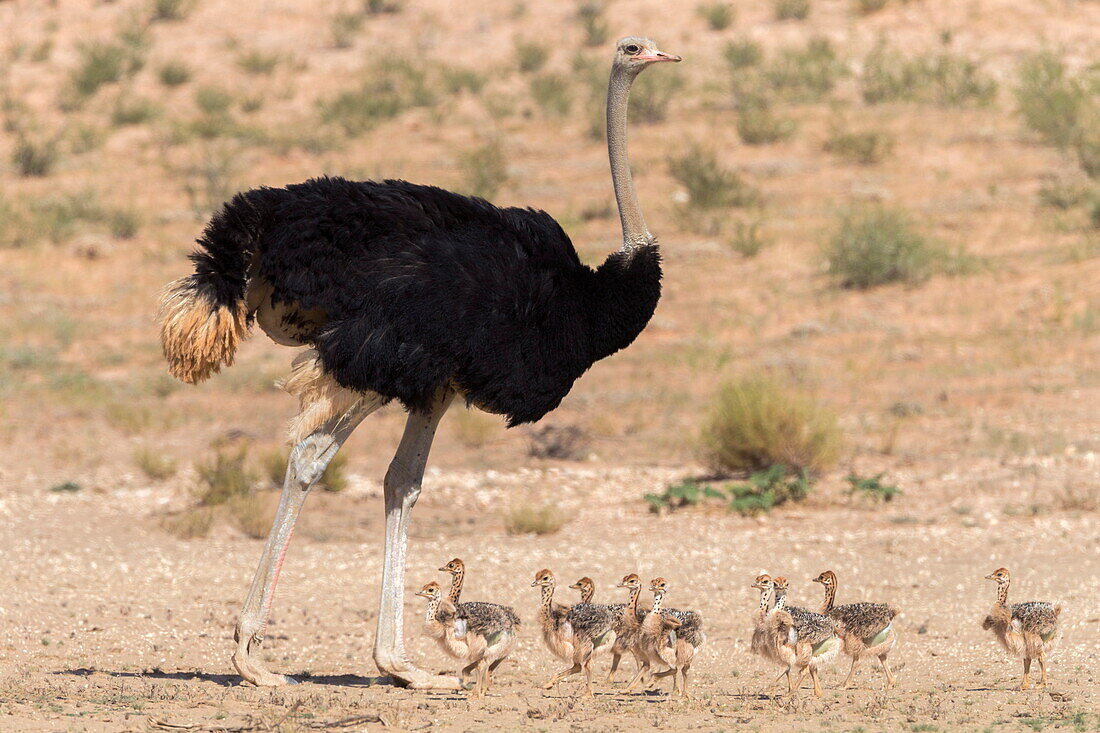 Ostrich (Struthio camelus) male with chicks, Kgalagadi Transfrontier Park, Northern Cape, South Africa, Africa
