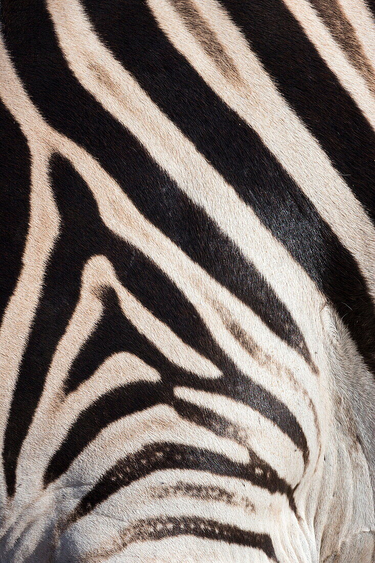 Plains zebra (Equua quagga burchelli) stripe pattern detail showing shadow stripe, South Africa, Africa