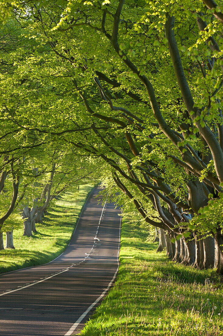 Kingston Lacy Beech lined avenue with road near Badbury Rings, Dorset, England, United Kingdom, Europe