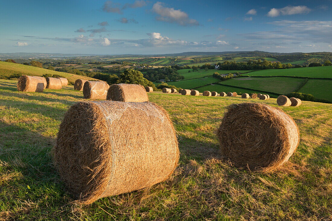 Hay Bales in the rolling fields of Mid Devon in autumn, Devon, England, United Kingdom, Europe