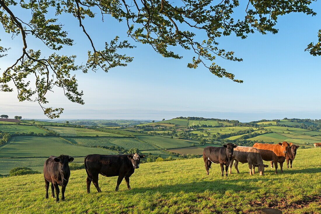 Cattle grazing in beautiful rolling countryside, Devon, England, United Kingdom, Europe