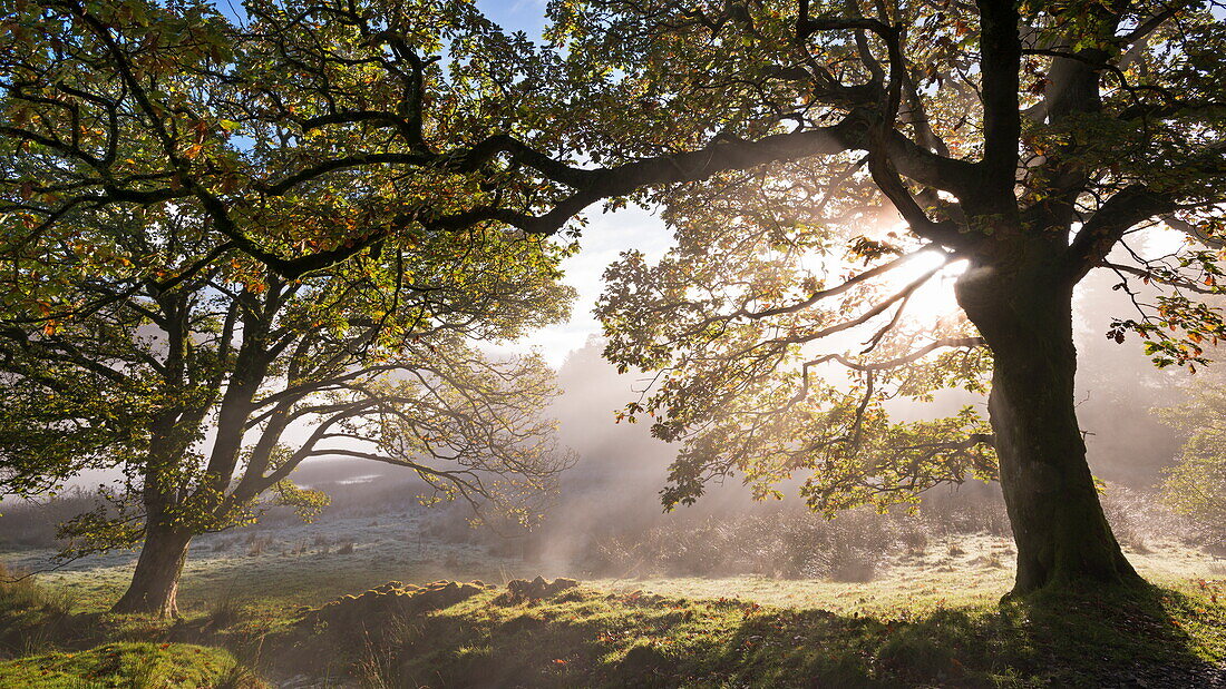 Early morning sunlight burns through mist at Holme Wood near Loweswater, Lake District National Park, Cumbria, England, United Kingdom, Europe