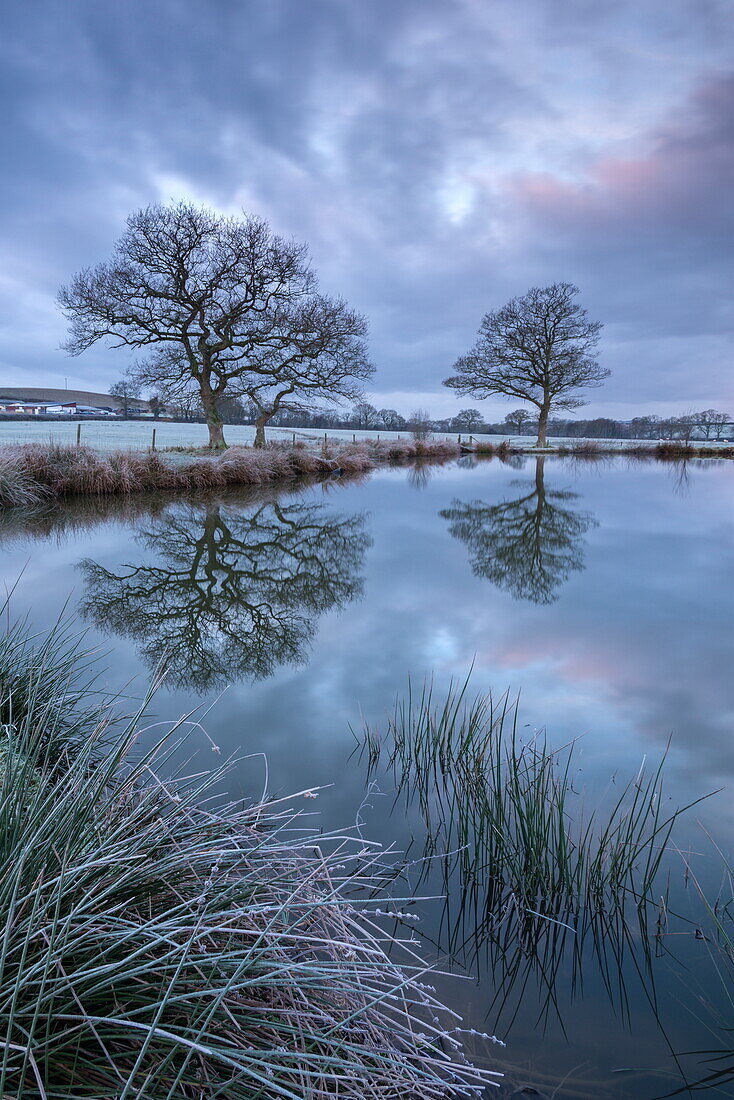 Frosty winter morning beside a rural pond, Morchard Road, Devon, England, United Kingdom, Europe