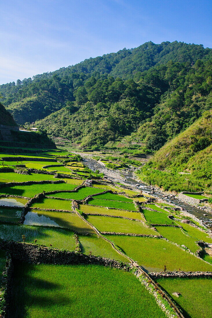 Along the rice terraces from Bontoc to Banaue, Luzon, Philippines, Southeast Asia, Asia