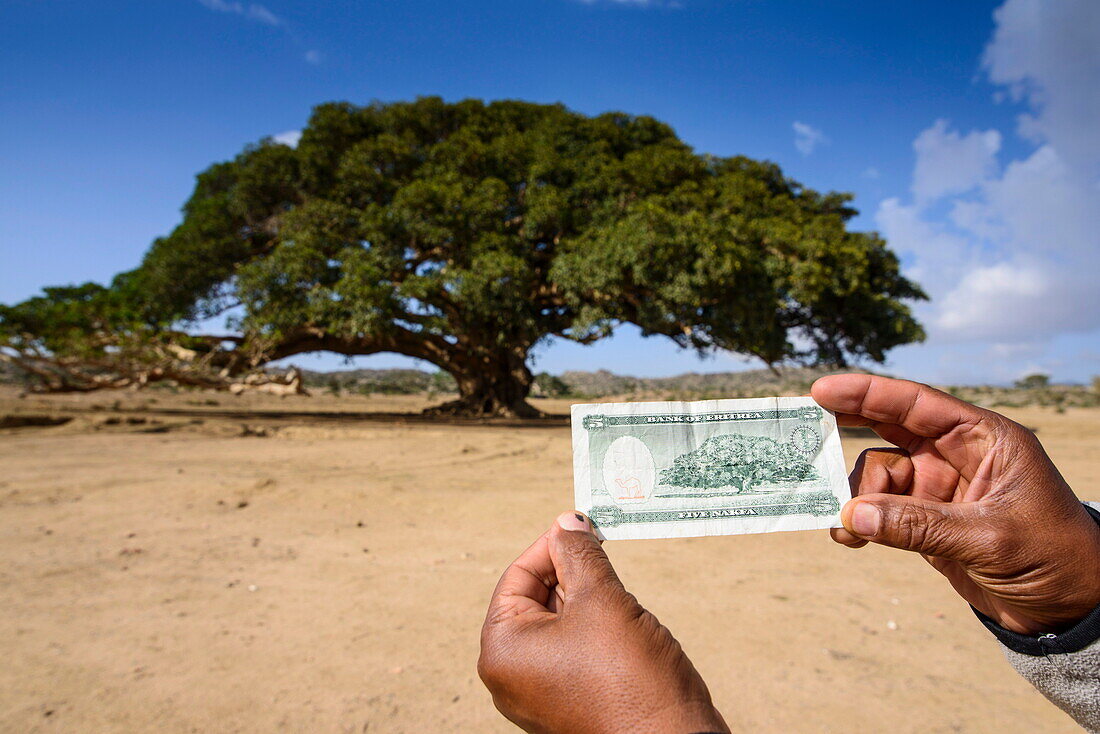 The giant sycamore tree featured on the Eritrean five Nakfa banknote (Five Nakfa tree) near Segeneyti, in the highlands of Eritrea, Africa
