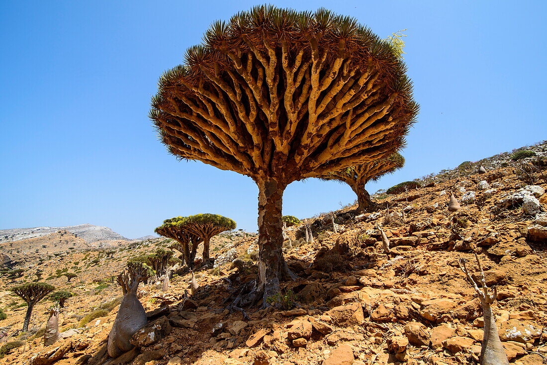 Dracaena cinnabari (the Socotra dragon tree) (dragon blood tree) forest, Homil Protected Area, island of Socotra, UNESCO World Heritage Site, Yemen, Middle East