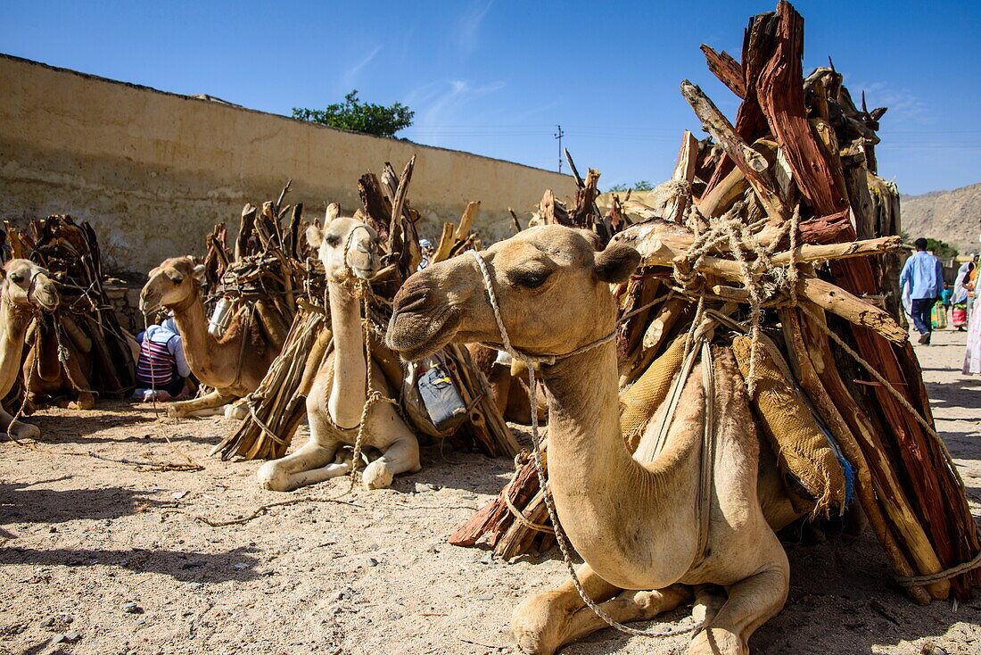 Camels loaded with firewood at the Monday market of Keren, Eritrea, Africa