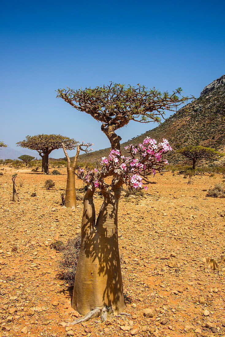 Bottle tree in bloom (Adenium obesum), endemic tree of Socotra, Homil Protected Area, island of Socotra, UNESCO World Heritage Site, Yemen, Middle East