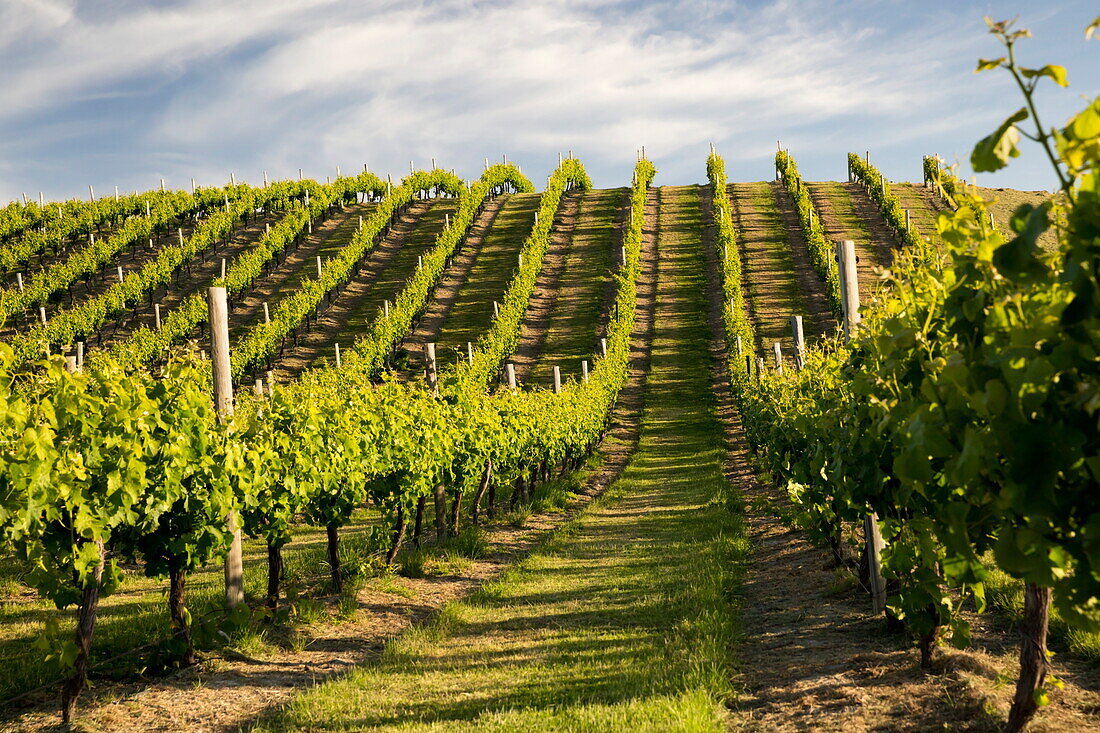 Vineyards along Delta Lake Heights Road, Renwick, near Blenheim, Marlborough region, South Island, New Zealand, Pacific
