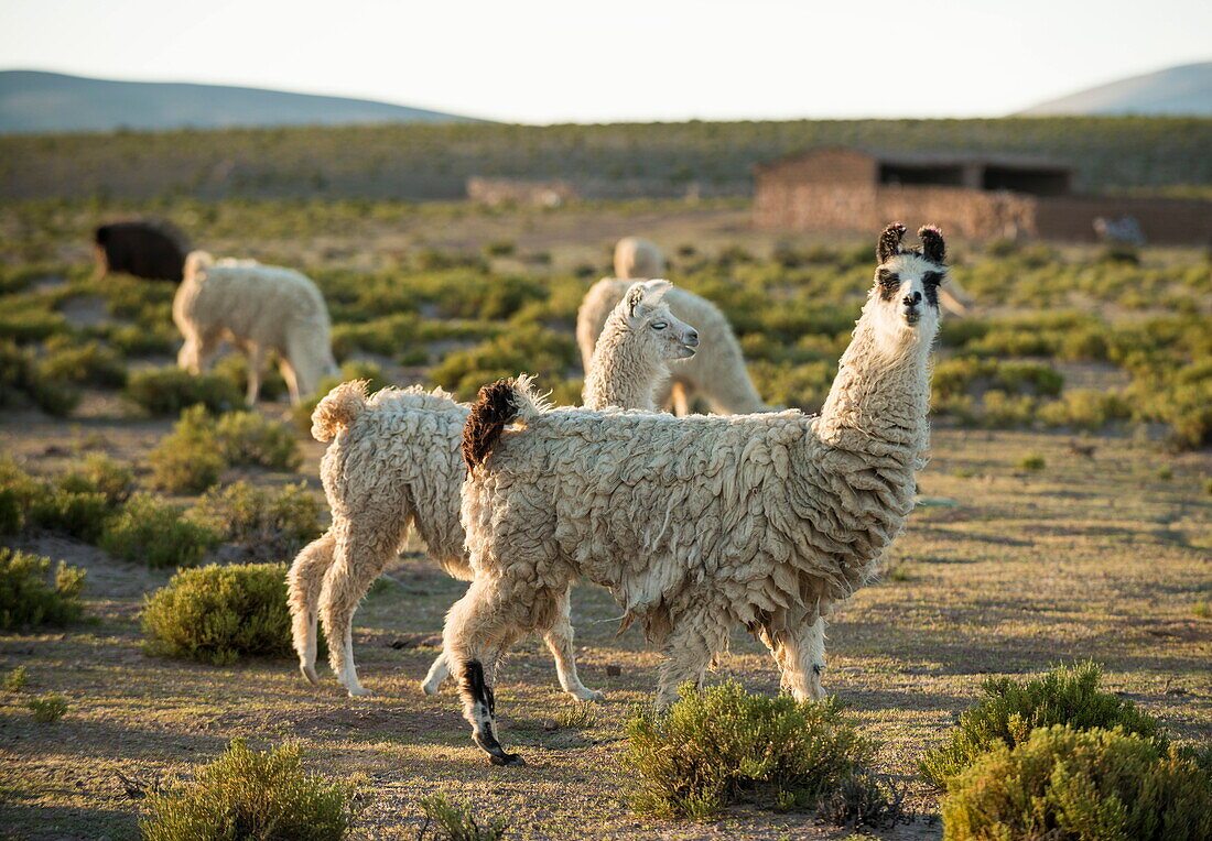 Llamas at dusk, Villa Alota, Southern Altiplano, Bolivia, South America