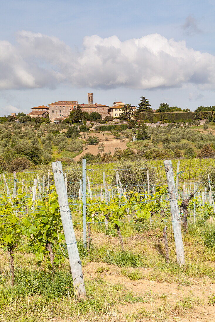 Vineyards near to Villa a Sesta, Chianti, Tuscany, Italy, Europe