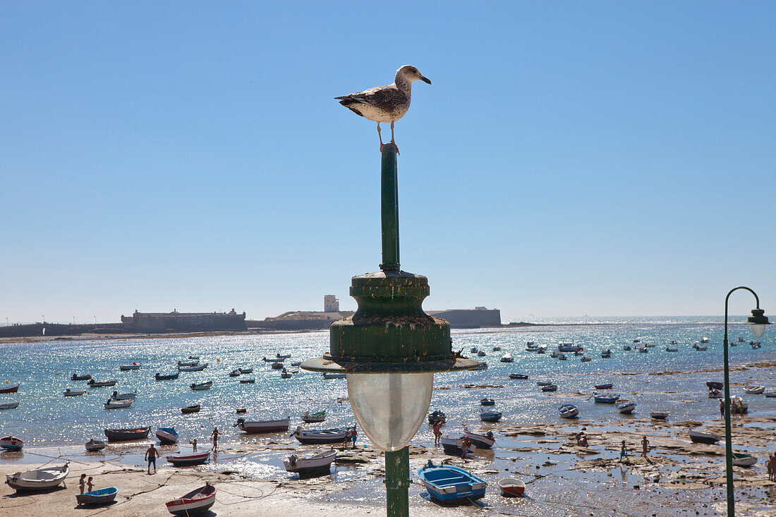 Moewe und Boote am Strand La Caleta in der Altstadt von Cádiz, Costa de la Luz, Provinz Cádiz, Andalusien, Spanien, Europa