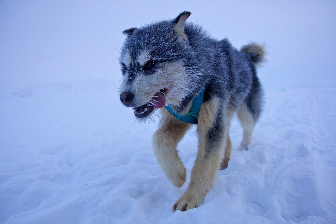 junger Schlittenhund im Schnee, Qaanaaq, Nordwest Grönland, Grönland