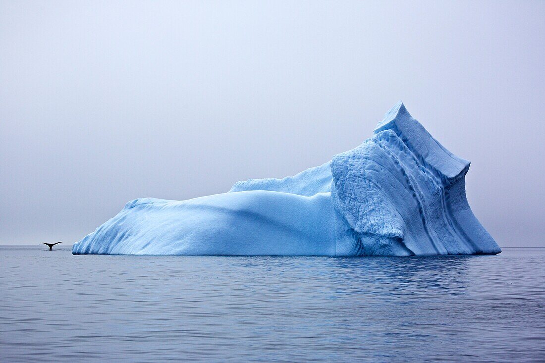 Eisberg mit Walfluke, Ostgrönland, Grönland