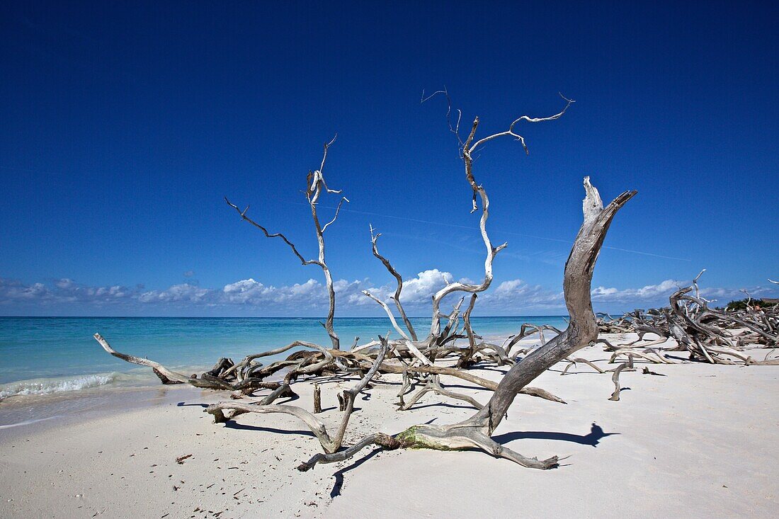 Schwemmholz am Strand der Koralleninsel Cayo Jutias bei Santa Lucia, Kuba