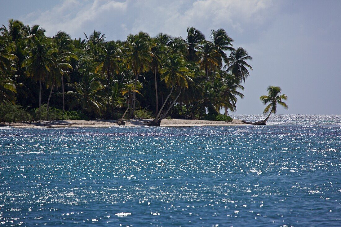 View to a palm tree beach, Isla Saona, La Altagracia, Dominican republic