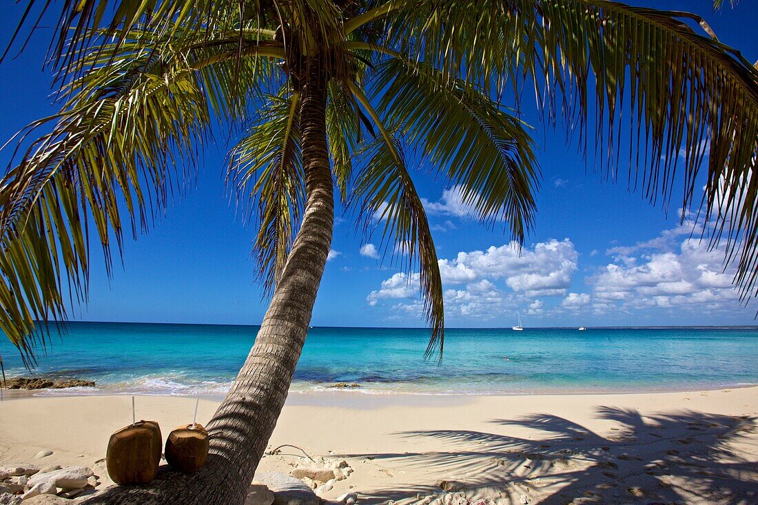 Kokosnussdrinks auf einer Palme, Isla Catalina, La Romana, Dominikanische Republik