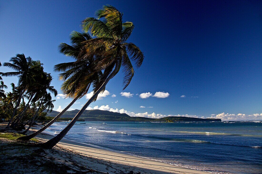Palm beach at Las Terrenas on the Samana peninsula, Dominican Republic