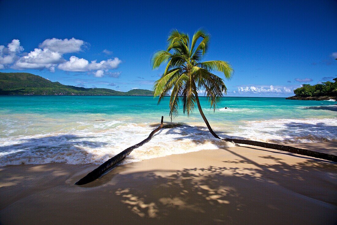 Palm beach at Las Galeras on the Samana peninsula, Dominican republic