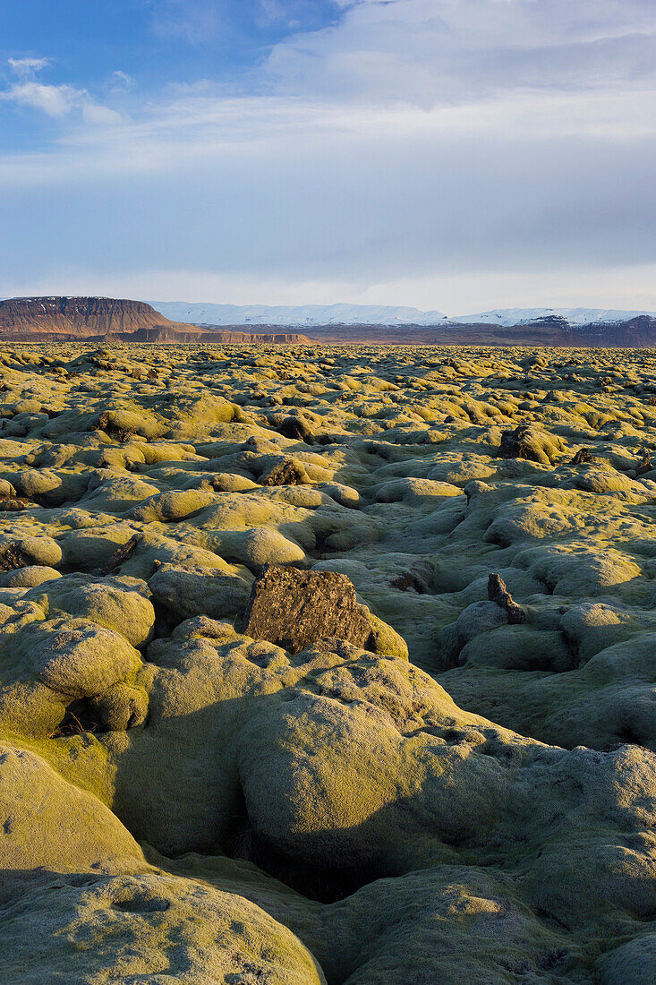 Moospolster auf einem Lavafeld, nahe Kirkjubaerklaustur, Eldhraun, Südisland, Island