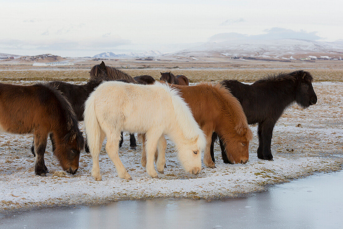 Islandpferde, nahe Hvollsvöllur, Südisland, Island