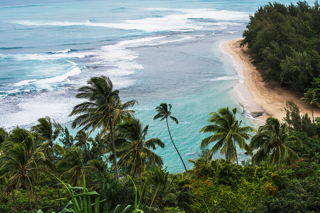 'Coconut palms sway in tropical breezes; Haena, Kauai, Hawaii, United States of America'
