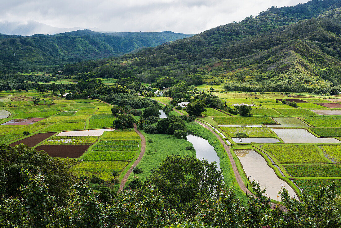 'Taro is grown near Hanalei; Kauai, Hawaii, United States of America'